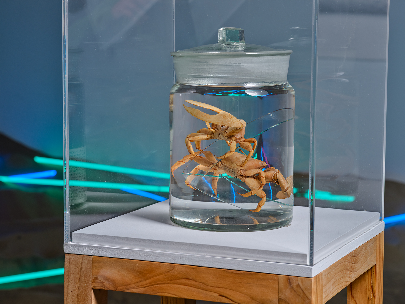 Scacco-Debra_Uca-princeps_Natural-History-Museum-of-Los-Angeles-County